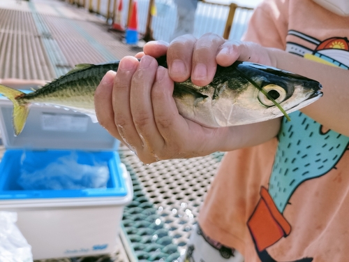 ゴマサバの釣果