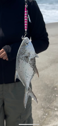 カマスの釣果