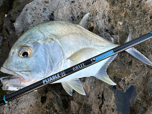 メッキの釣果