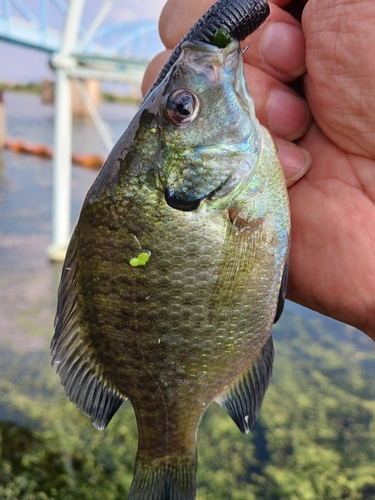 ブルーギルの釣果