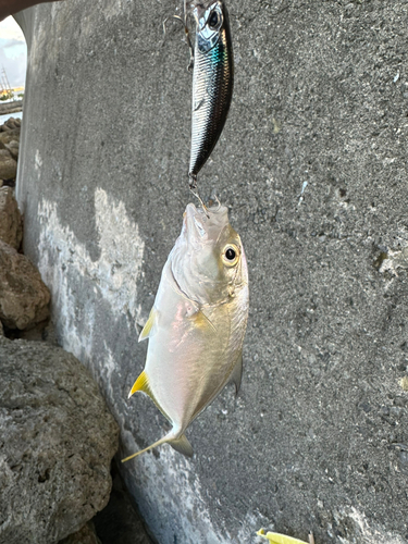 メッキの釣果