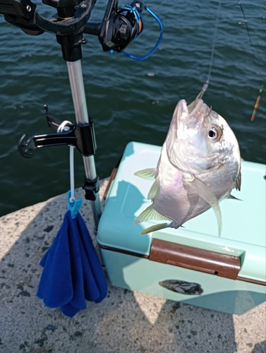 メッキの釣果