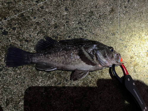 クロソイの釣果