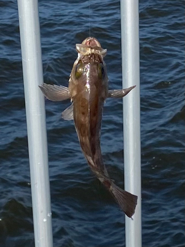 シロメバルの釣果