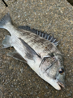 クロダイの釣果