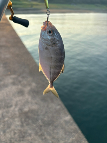 メッキの釣果