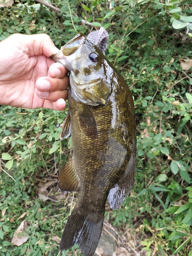 スモールマウスバスの釣果