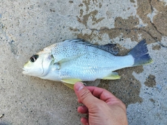 ホシミゾイサキの釣果