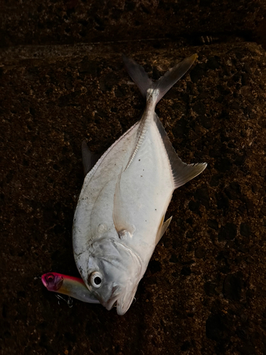 ロウニンアジの釣果