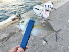 カスミアジの釣果