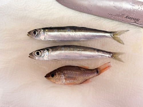 イワシの釣果