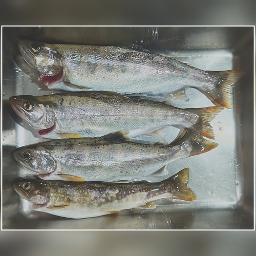 アマゴの釣果