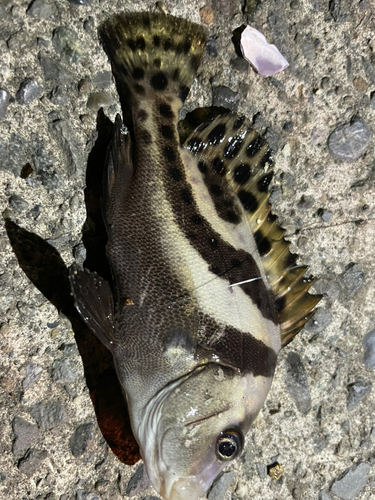 コショウダイの釣果