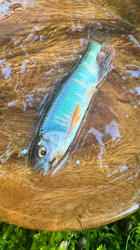 オイカワの釣果