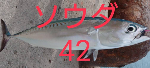 ソウダガツオの釣果