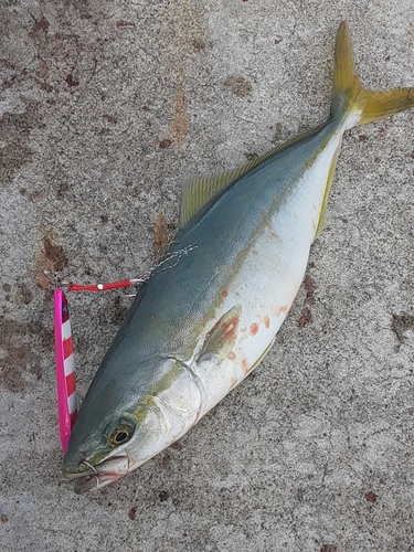 ワカシの釣果