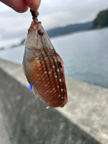 タコの釣果