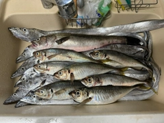 タチウオの釣果