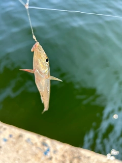 シロギスの釣果