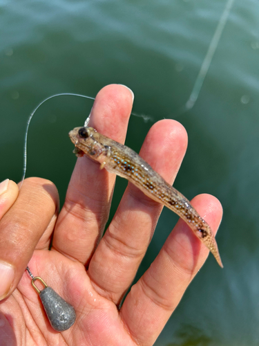 サビハゼの釣果