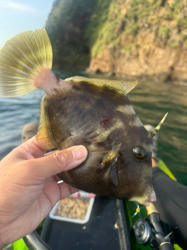 カワハギの釣果