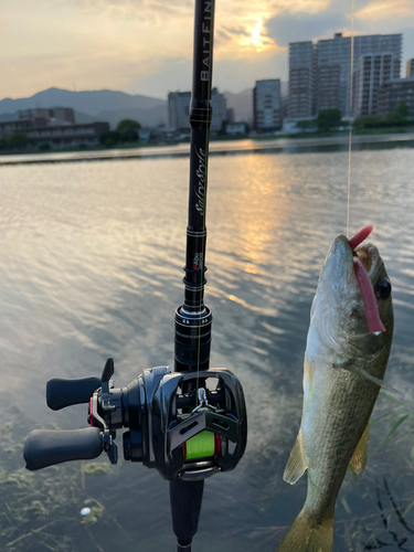 ブラックバスの釣果