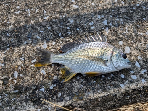 クロダイの釣果