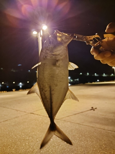 ギンガメアジの釣果