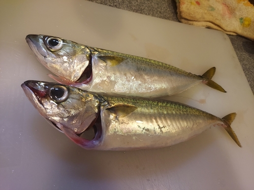 マサバの釣果