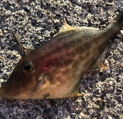 ウマヅラハギの釣果