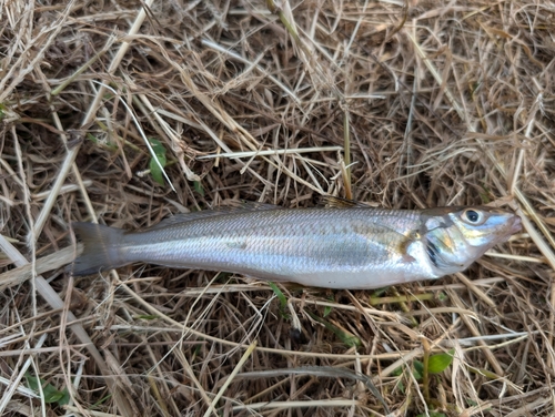 シロギスの釣果