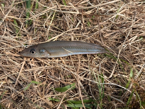 シロギスの釣果