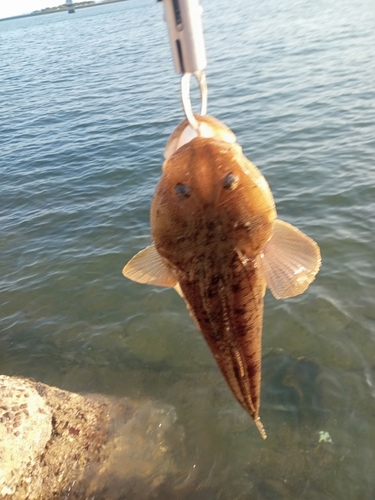 マゴチの釣果