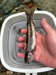 イワナの釣果