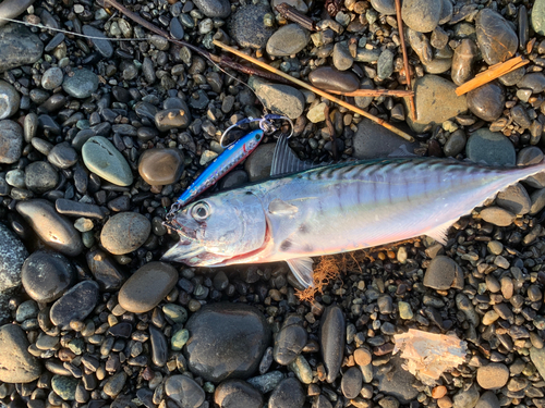 スマガツオの釣果