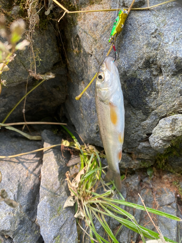 ウグイの釣果