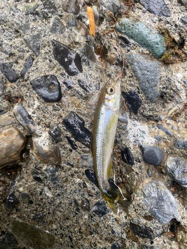 カワムツの釣果