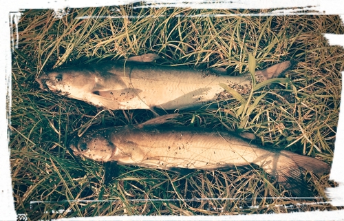 アメリカナマズの釣果