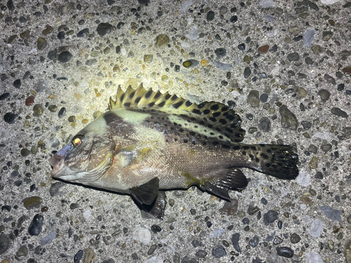 コショウダイの釣果