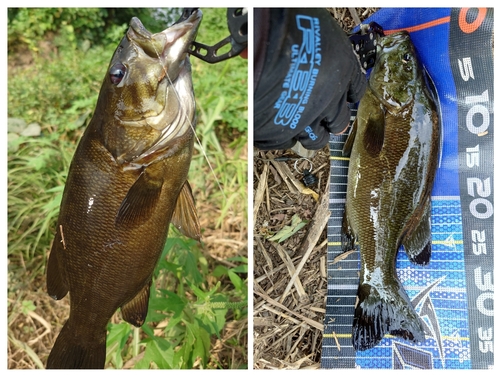 スモールマウスバスの釣果