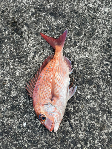 マダイの釣果