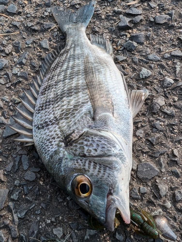 チヌの釣果