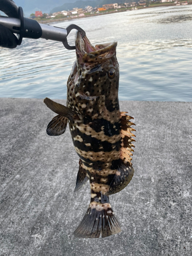 チャイロマルハタの釣果