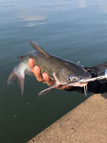 アメリカナマズの釣果