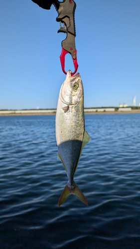 マサバの釣果