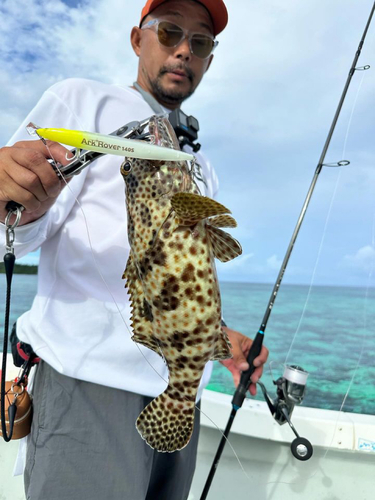 ヒトミハタの釣果