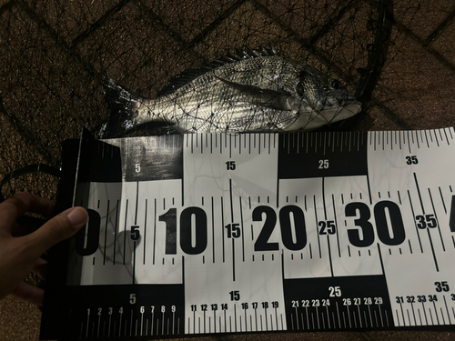 クロダイの釣果