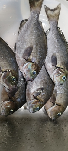 メジナの釣果