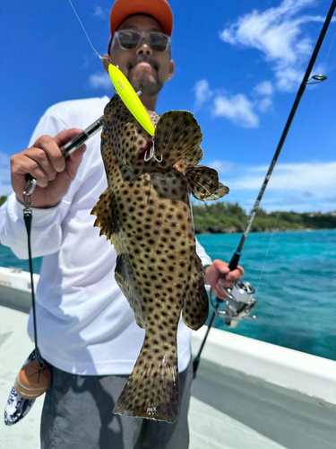 シロブチハタの釣果