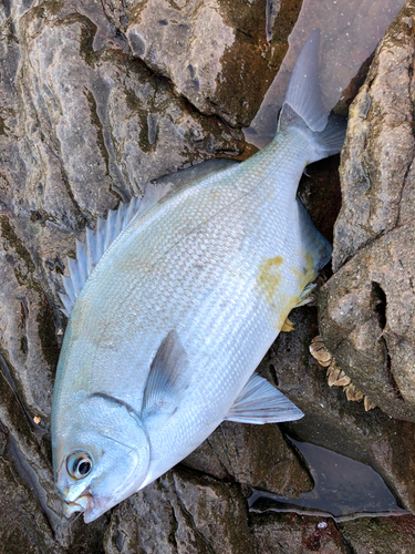 イスズミの釣果